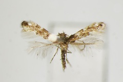 Phyllonorycter ostryae