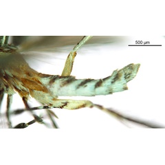 /filer/webapps/moths_gc/media/images/V/virosae_Diphtheroptila_HT_abdomen_ANIC.jpg