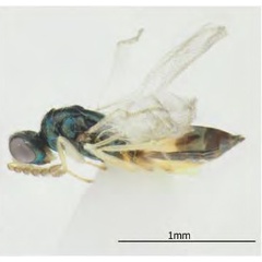 /filer/webapps/moths_gc/media/images/I/issikii_Phyllonorycter_Elachertus_fenestratus2_Kosheleva_et_al._2022_10.jpg