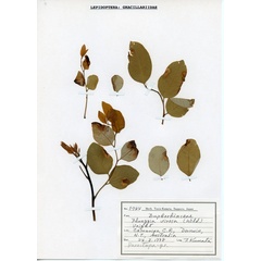 /filer/webapps/moths_gc/media/images/V/virosae_Diphtheroptila_PT12_host-plant5744_ANIC.jpg