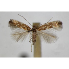 /filer/webapps/moths_gc/media/images/S/staintonella_Phyllonorycter_A_ZSM_2.jpg