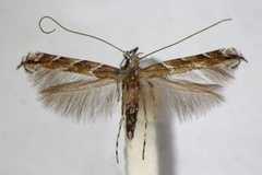 Acrocercops brongniardella