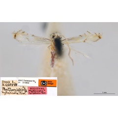 /filer/webapps/moths_gc/media/images/N/nymphidia_Phyllocnistis_HT_ANIC.jpg