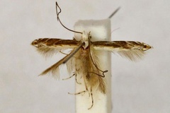 Acrocercops apicella