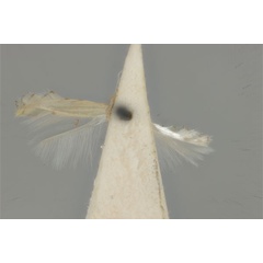 /filer/webapps/moths_gc/media/images/L/leptomianta_Phyllocnistis_HT_ANIC31-010803_ventral.jpg