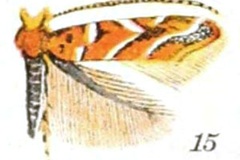 Cameraria agrifoliella