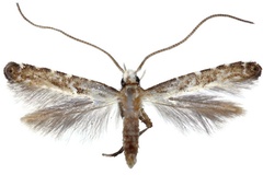 Dextellia dorsilineella