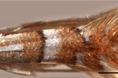 Phyllonorycter caraganella