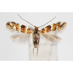 /filer/webapps/moths_gc/media/images/L/laciniatae_Phyllonorycter_A_ZSM.jpg