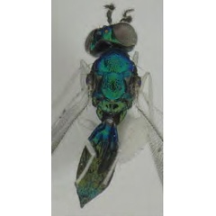 /filer/webapps/moths_gc/media/images/I/issikii_Phyllonorycter_Achrysocharoides_carinatus3_Kosheleva_et_al._2022_17.jpg