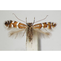 /filer/webapps/moths_gc/media/images/I/insignitella_Phyllonorycter_A_ZSM_4.jpg