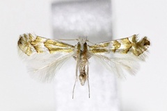 Phyllonorycter acutissimae