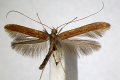 Povolnya leucapennella