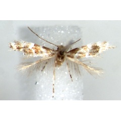 /filer/webapps/moths_gc/media/images/K/kazuri_Phyllonorycter_HT_RMCA.jpg