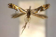 Phyllonorycter propinquinella