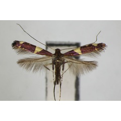 /filer/webapps/moths_gc/media/images/G/gloriosa_Caloptilia_PT_ZSM_2.jpg