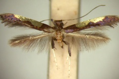 Caloptilia chrysoplaca