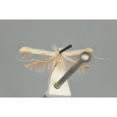 /filer/webapps/moths_gc/media/images/H/habrophanes_Cuphodes_LT_ANIC31-075714_wing.jpg
