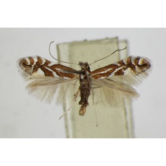 /filer/webapps/moths_gc/media/images/S/spinicolella_Phyllonorycter_A_ZSM_6.jpg