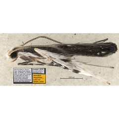 /filer/webapps/moths_gc/media/images/S/spermotrophus_Cuphodes_PT_A1_Triberti-etal_2026_126.jpg