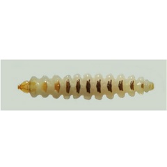 /filer/webapps/moths_gc/media/images/O/ohridella_Cameraria_larva_Musolin_etal_27.jpg