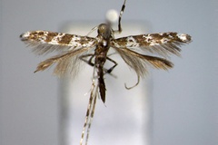 Gibbovalva quadrifasciata