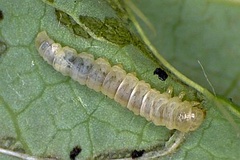 Caloptilia magnifica