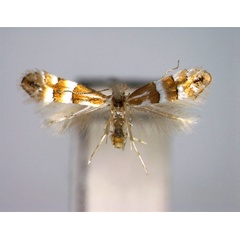 /filer/webapps/moths_gc/media/images/J/jezoniella_Phyllonorycter_A_EIHU.jpg