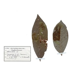 /filer/webapps/moths_gc/media/images/C/cornuta_Diphtheroptilia_PT1_host-plant_ANIC.jpg