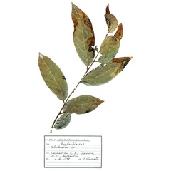 /filer/webapps/moths_gc/media/images/C/cornuta_Diphtheroptilia_HT_GF_Host-plant_ANIC.jpg