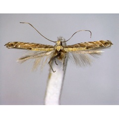 /filer/webapps/moths_gc/media/images/E/eximipalpella_Acrocercops_A_EIHU.jpg