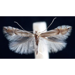 /filer/webapps/moths_gc/media/images/A/asiatica_Phyllocnistis_A_Bengtsson_2024_9.jpg