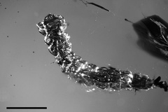 Phyllocnistis cretacea