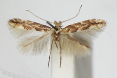 /filer/webapps/moths_gc/media/images/S/sagitella_Phyllonorycter_A_ZSM.jpg