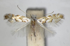 Phyllonorycter obtusifoliella