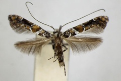 Gracillaria ussuriella