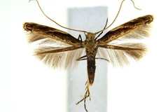 Liocrobyla kuranda