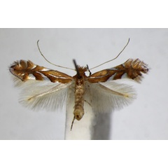 /filer/webapps/moths_gc/media/images/B/belotella_joviella_Phyllonorycter_A_ZSM_3.jpg