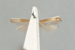 Acrocercops euryschema