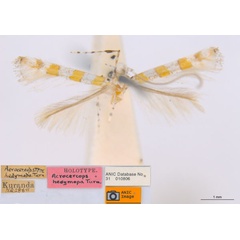 /filer/webapps/moths_gc/media/images/H/hedymopa_Acrocercops_ST_ANIC.jpg