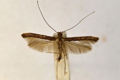 Caloptilia eurycnema