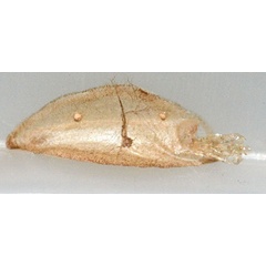 /filer/webapps/moths_gc/media/images/M/malvavisci_Telamoptilia_cocoon_Eiseman-etal_2025_703.jpg