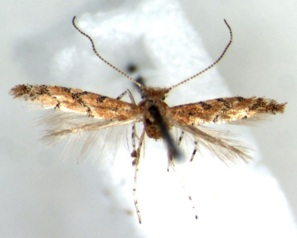 /filer/webapps/moths_gc/media/images/A/aarviki_Phyllonorycter_HT_RMCA.jpg