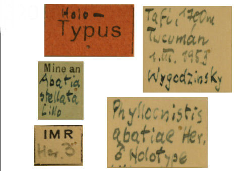 /filer/webapps/moths_gc/media/images/A/abatiae_Phyllocnistis_HT_Label_-ZMHB.jpg