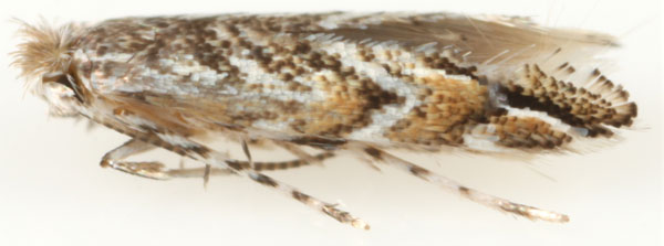 /filer/webapps/moths_gc/media/images/A/aberrans_Anarsioses_A_Eiseman-et-Davis_2020_204.jpg