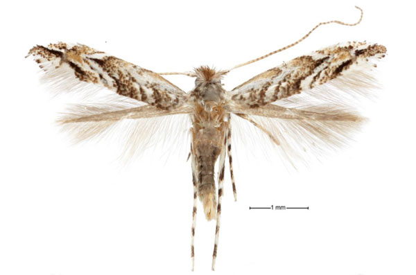 /filer/webapps/moths_gc/media/images/A/aberrans_Anarsioses_A_USNM.jpg