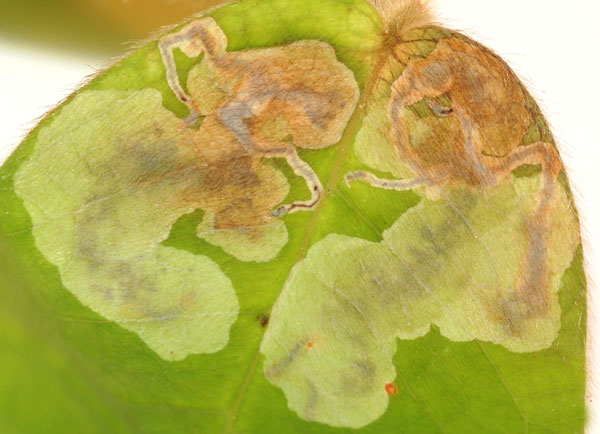 /filer/webapps/moths_gc/media/images/A/aberrans_Anarsioses_mine_Eiseman et Davis_2020_204b.jpg