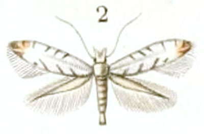 /filer/webapps/moths_gc/media/images/A/abrasella_Elachista_HT_Duponchel_76-2.jpg