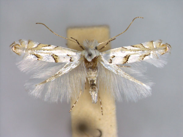 /filer/webapps/moths_gc/media/images/A/abrasella_Phyllonorycter_A_EIHU.jpg