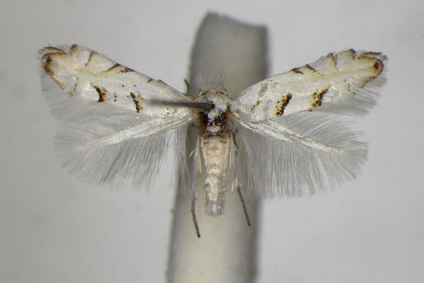 /filer/webapps/moths_gc/media/images/A/abrasella_Phyllonorycter_A_ZSM.jpg